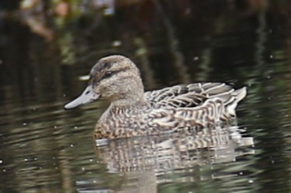 Green-winged Teal - ML643541207