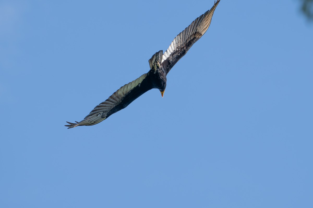 Greater Yellow-headed Vulture - ML643541220