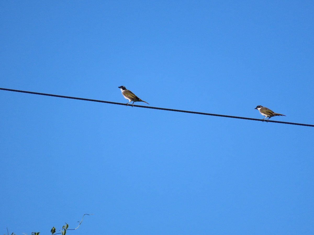 Light-vented Bulbul - ML643541237