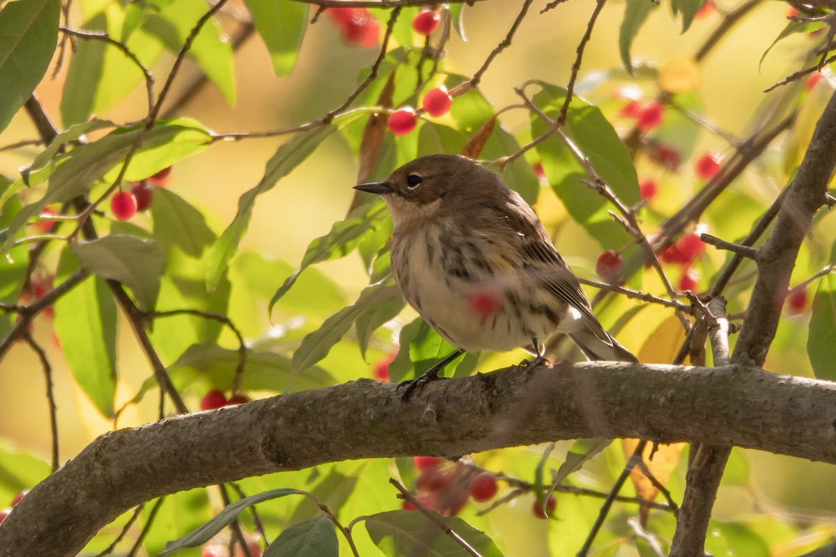 Yellow-rumped Warbler (Myrtle) - ML643541238