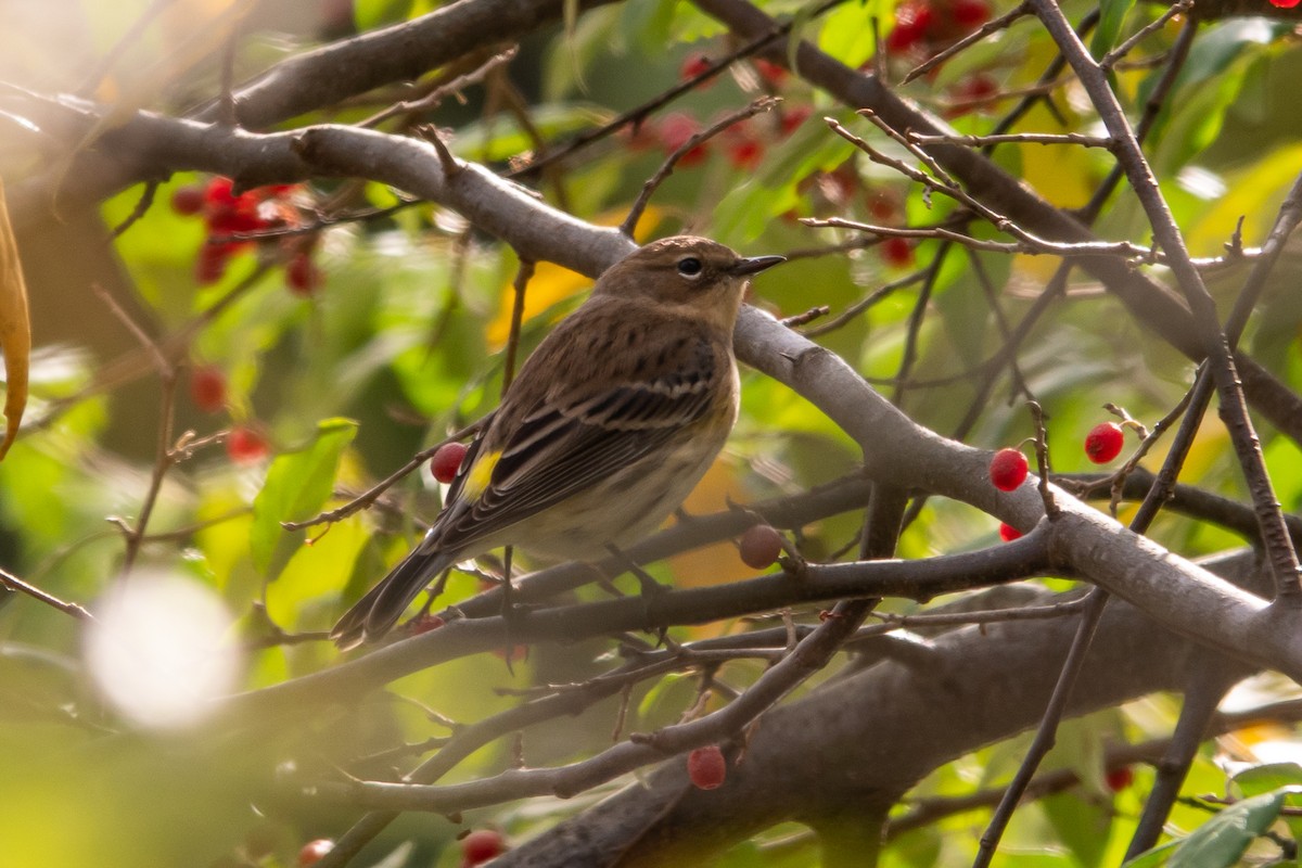 Yellow-rumped Warbler (Myrtle) - ML643541239
