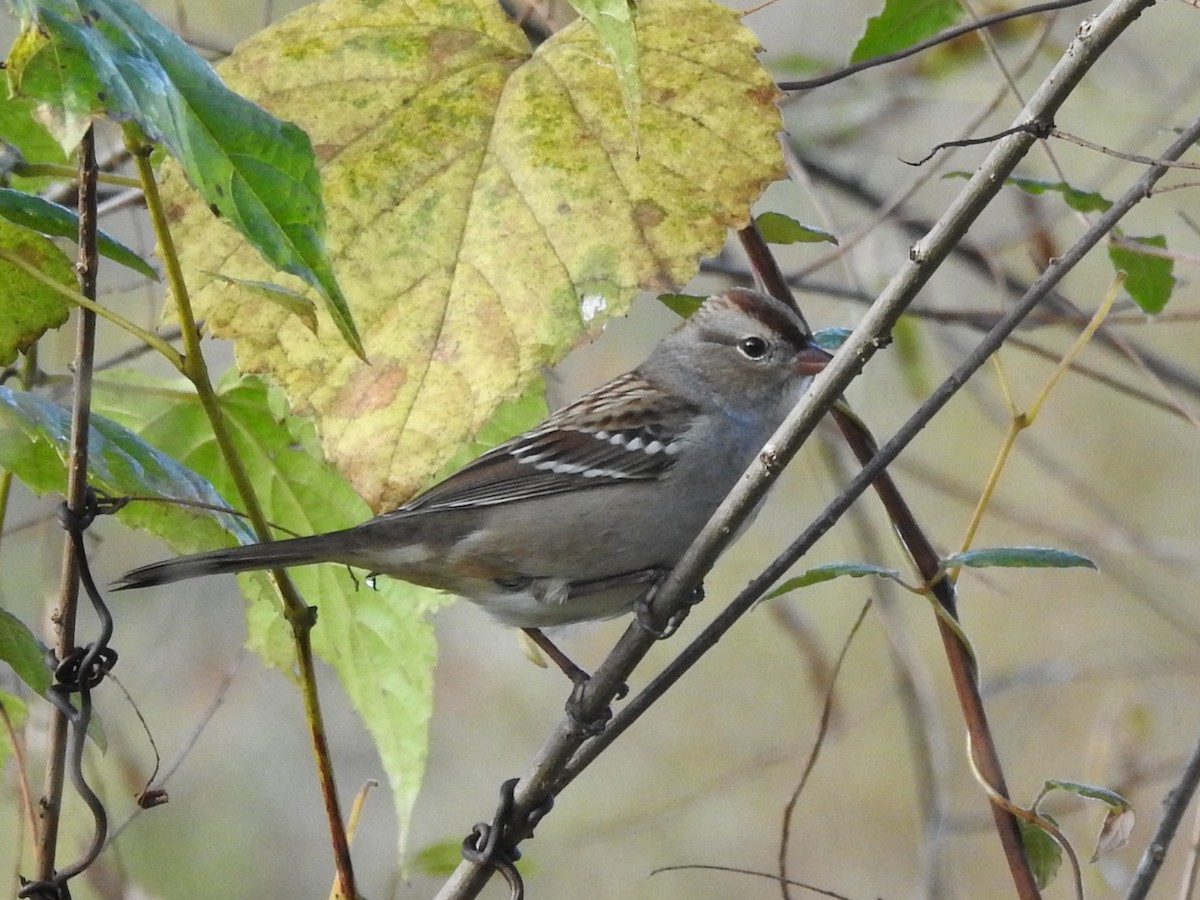 Bruant à couronne blanche - ML643541242