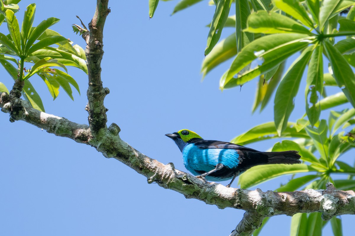 Paradise Tanager - ML643541274