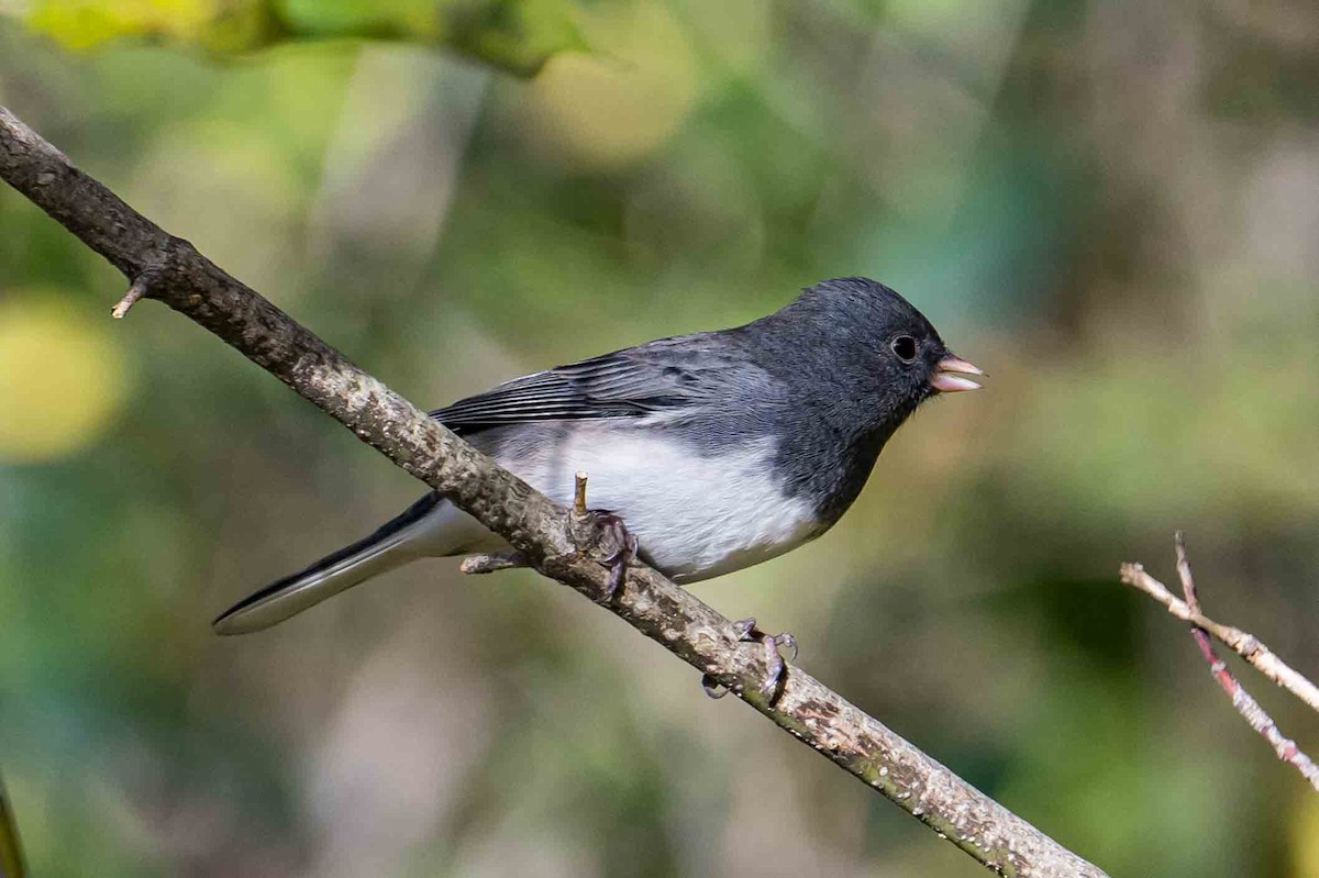 Dark-eyed Junco - ML643541275