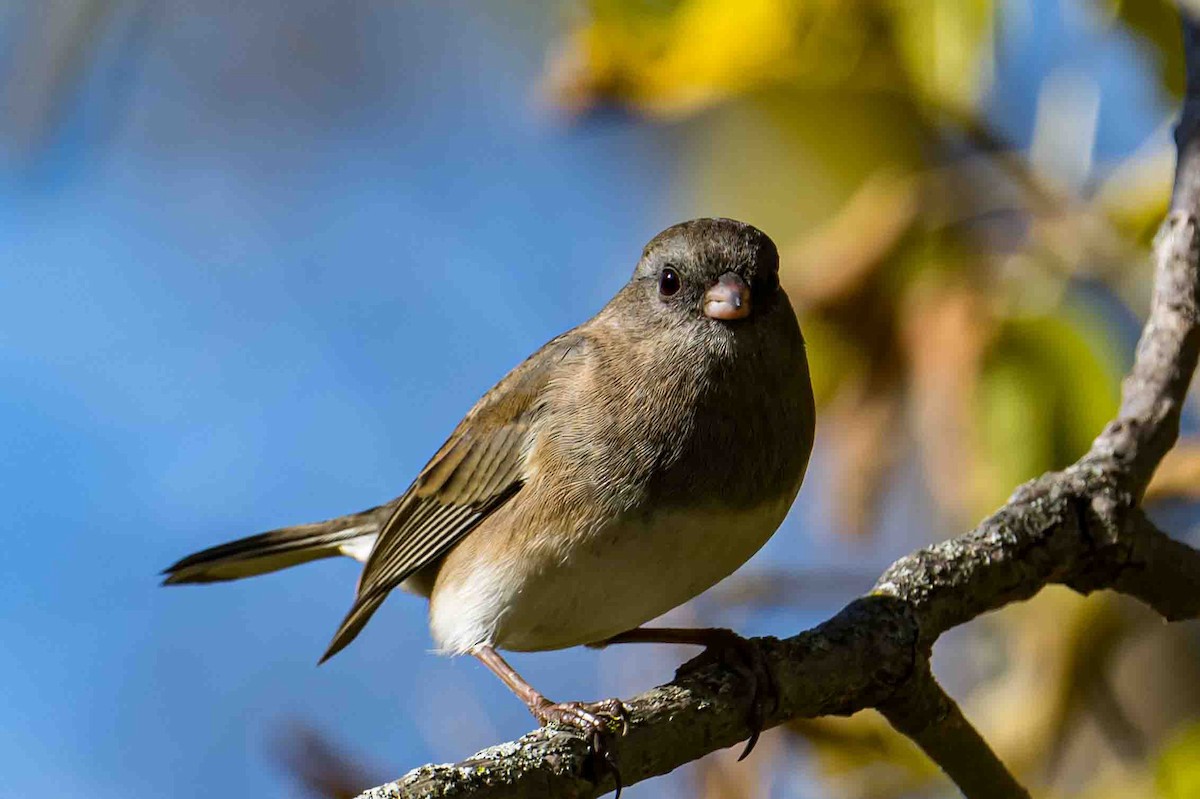 Dark-eyed Junco - ML643541276