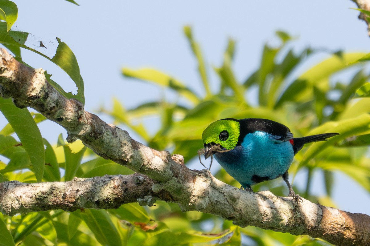 Paradise Tanager - ML643541292