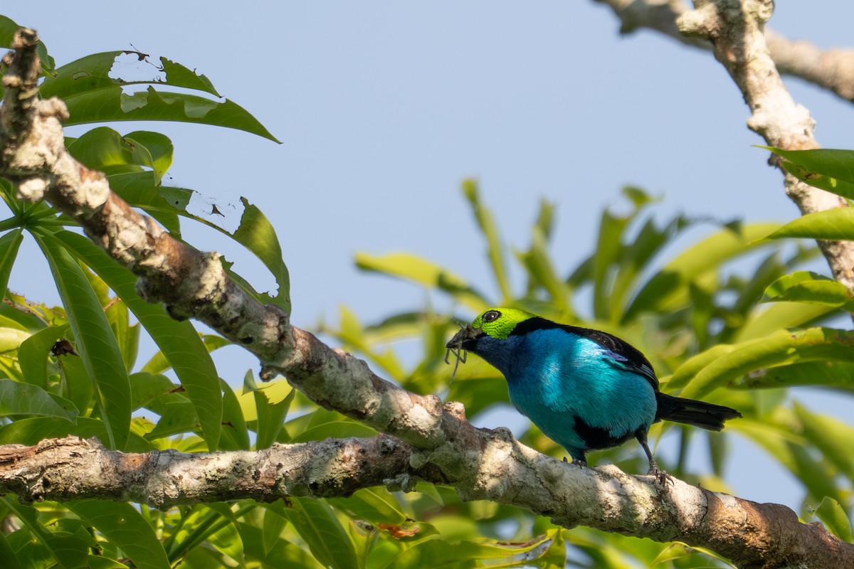 Paradise Tanager - ML643541293