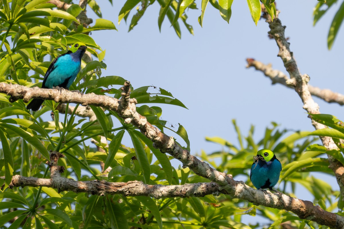 Paradise Tanager - ML643541294