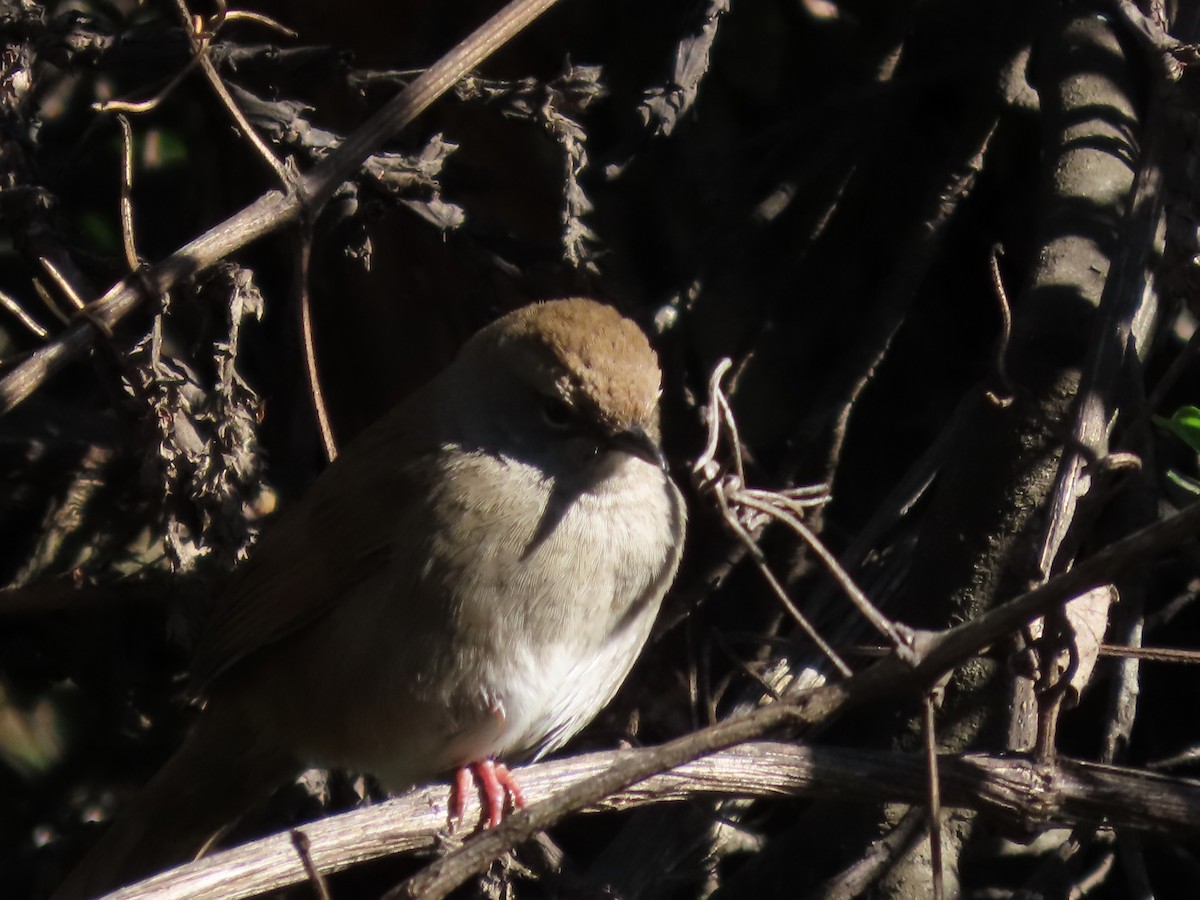 Barratt's Warbler - ML643541309