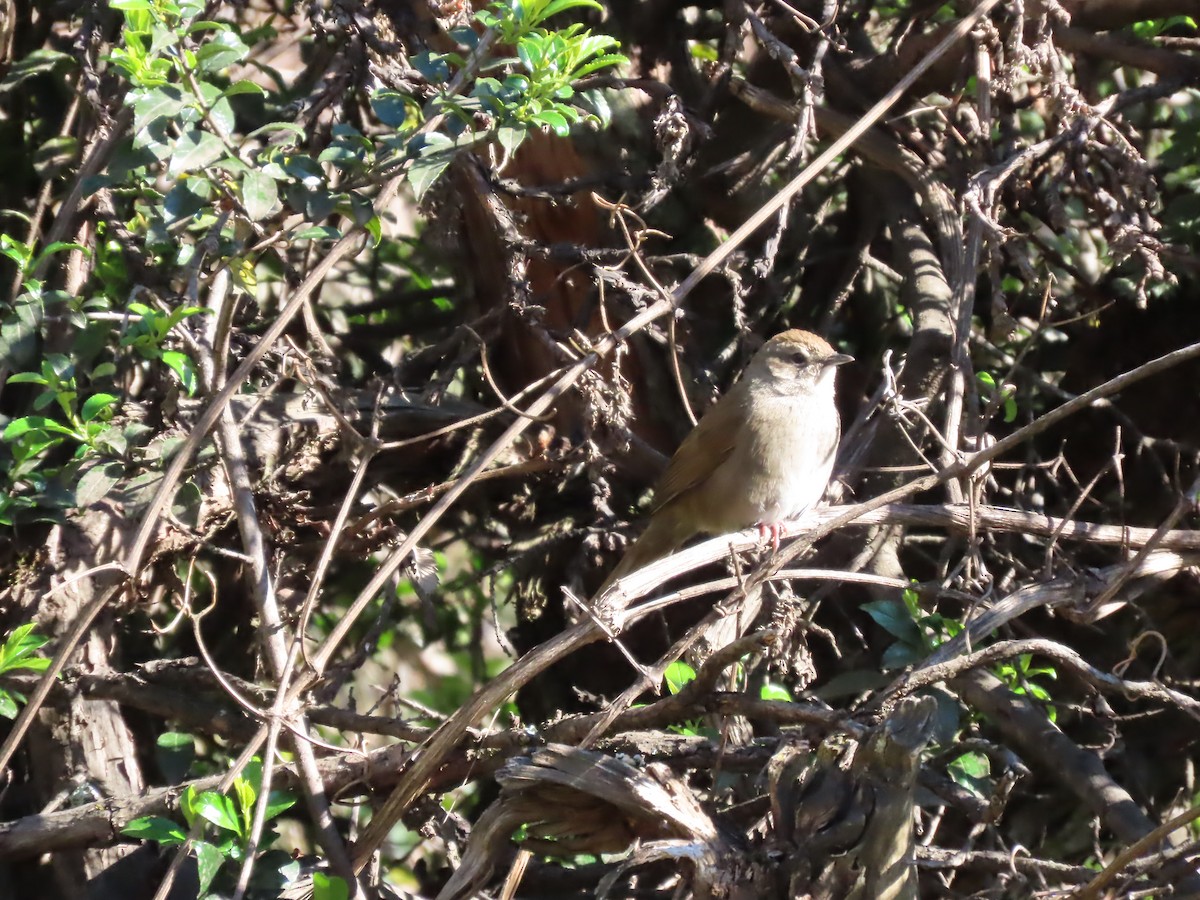 Barratt's Warbler - ML643541310
