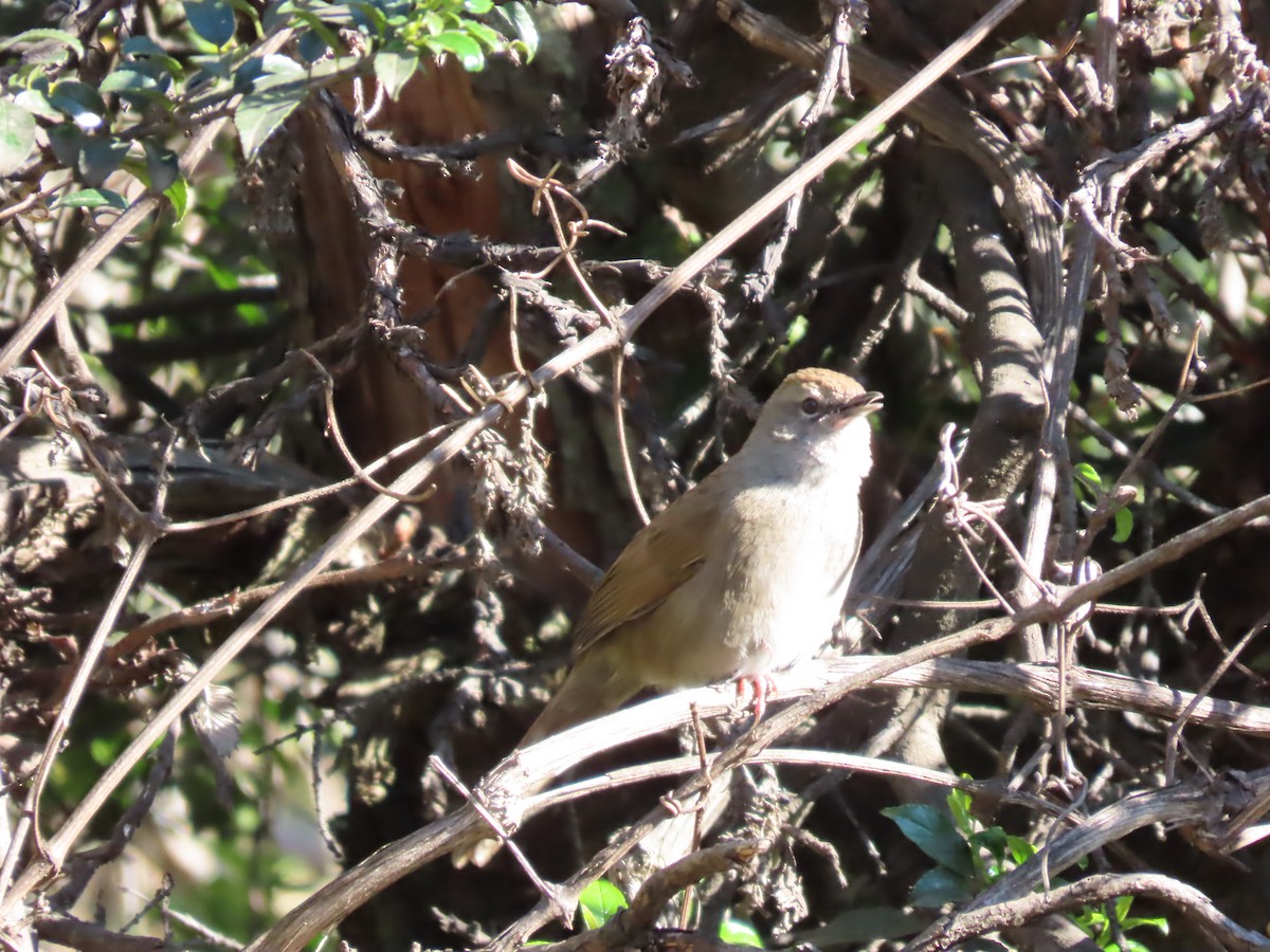 Barratt's Warbler - ML643541311