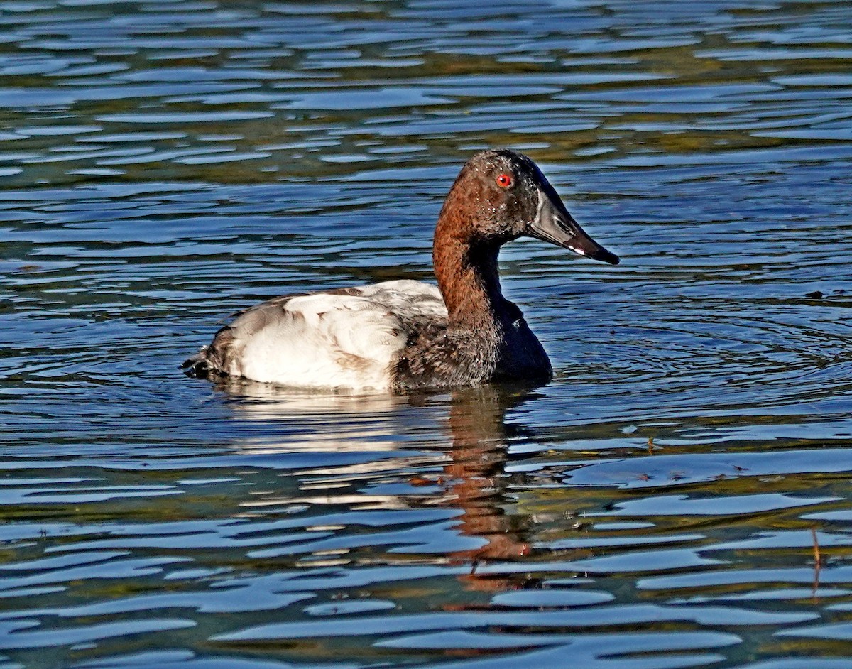 Canvasback - ML643541312