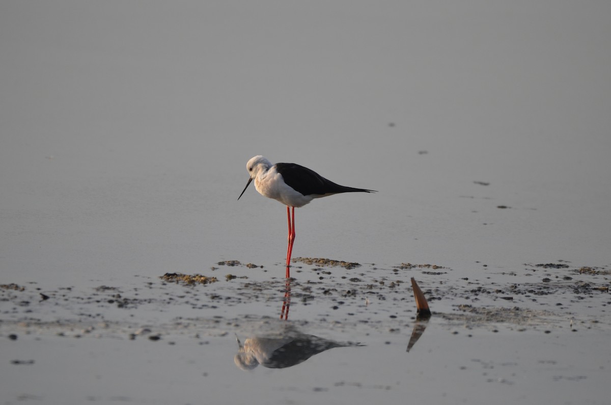 Black-winged Stilt - ML643541337