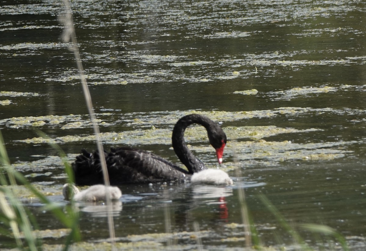 Black Swan - ML643541339