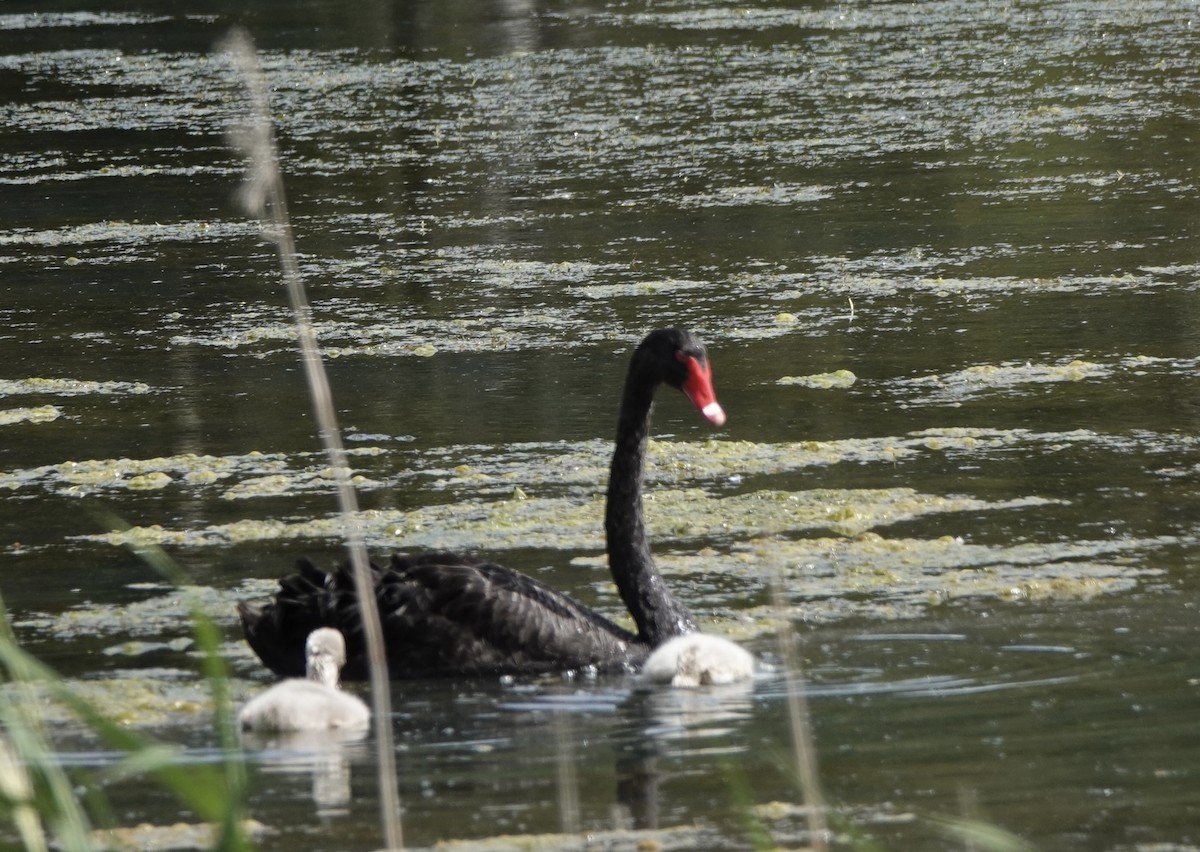 Black Swan - ML643541340