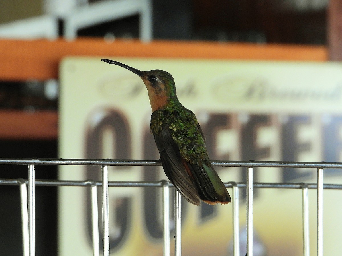 Rufous Sabrewing - ML643541348