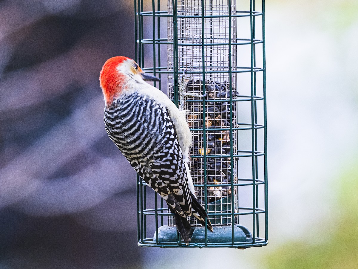 Red-bellied Woodpecker - ML643541363