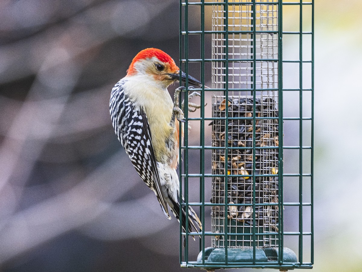 Red-bellied Woodpecker - ML643541364