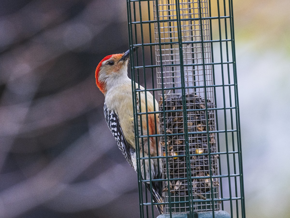Red-bellied Woodpecker - ML643541365