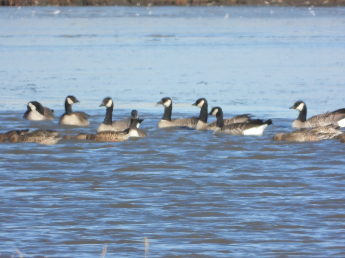 Branta kanadar txikia - ML643541368