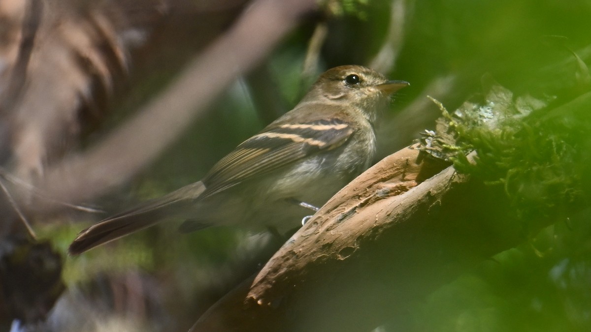 Euler's Flycatcher - ML643541372