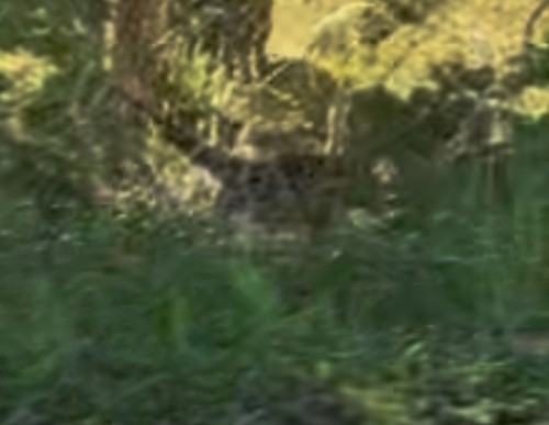 fasan - ML643541373