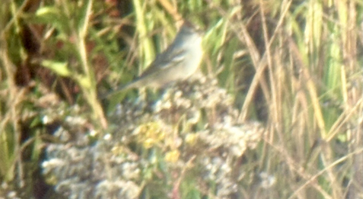 Bruant à couronne blanche - ML643541381