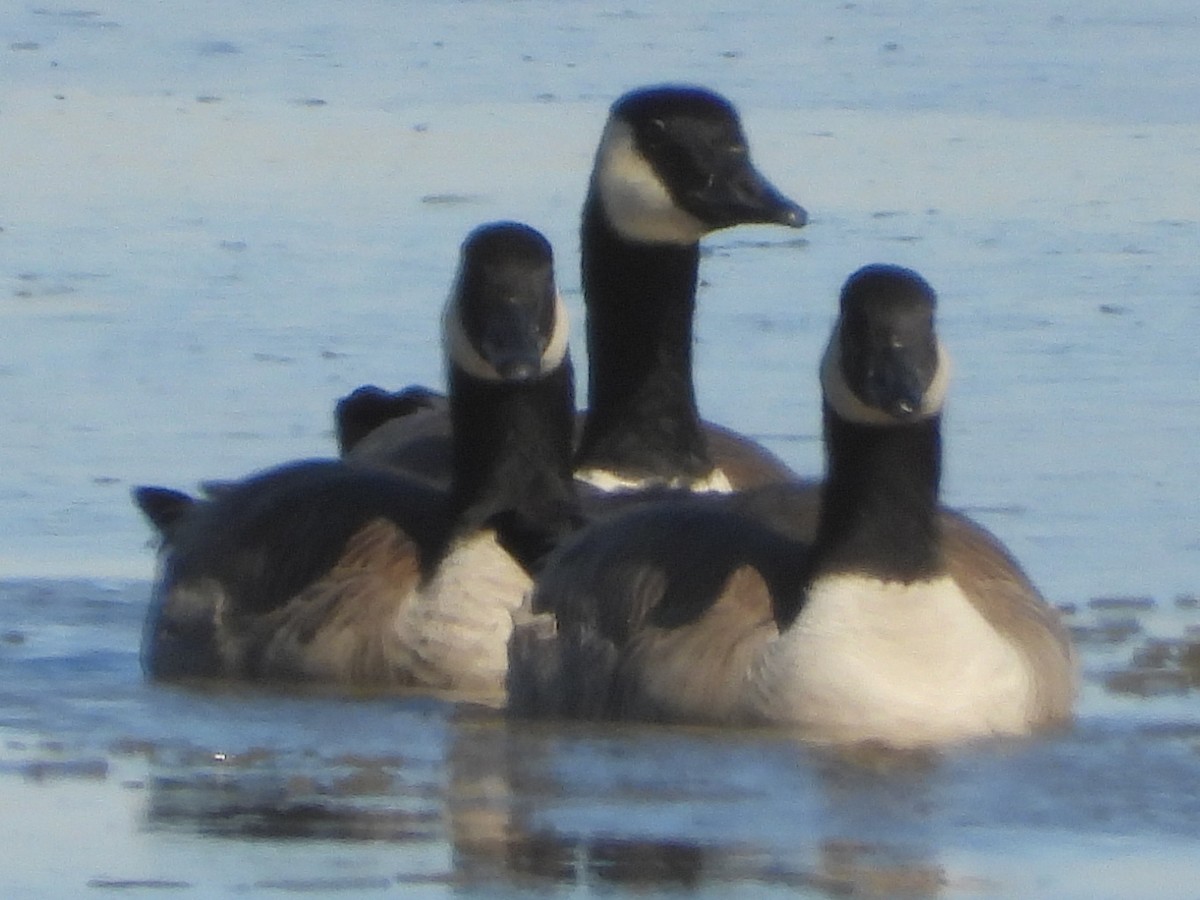 Branta kanadar txikia - ML643541383