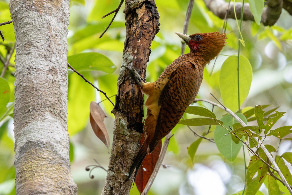 Waved Woodpecker - ML643541402