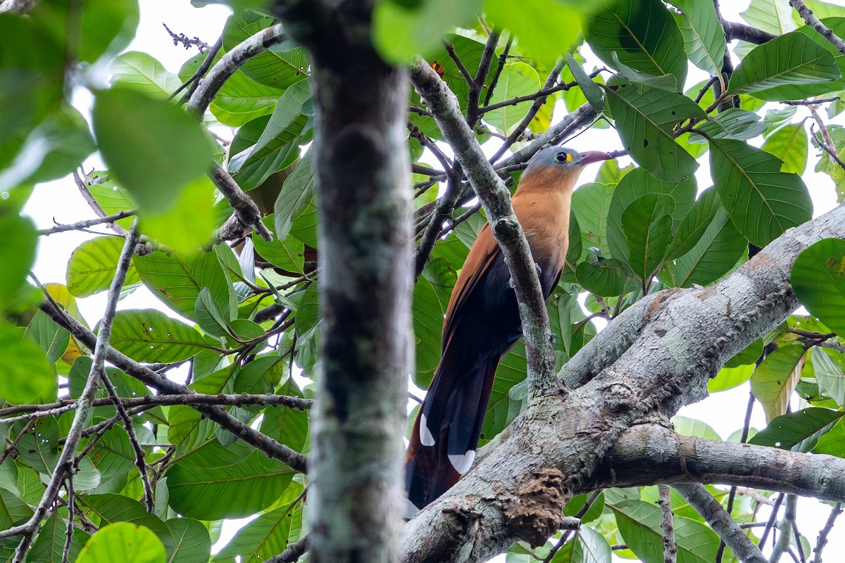 Black-bellied Cuckoo - ML643541412