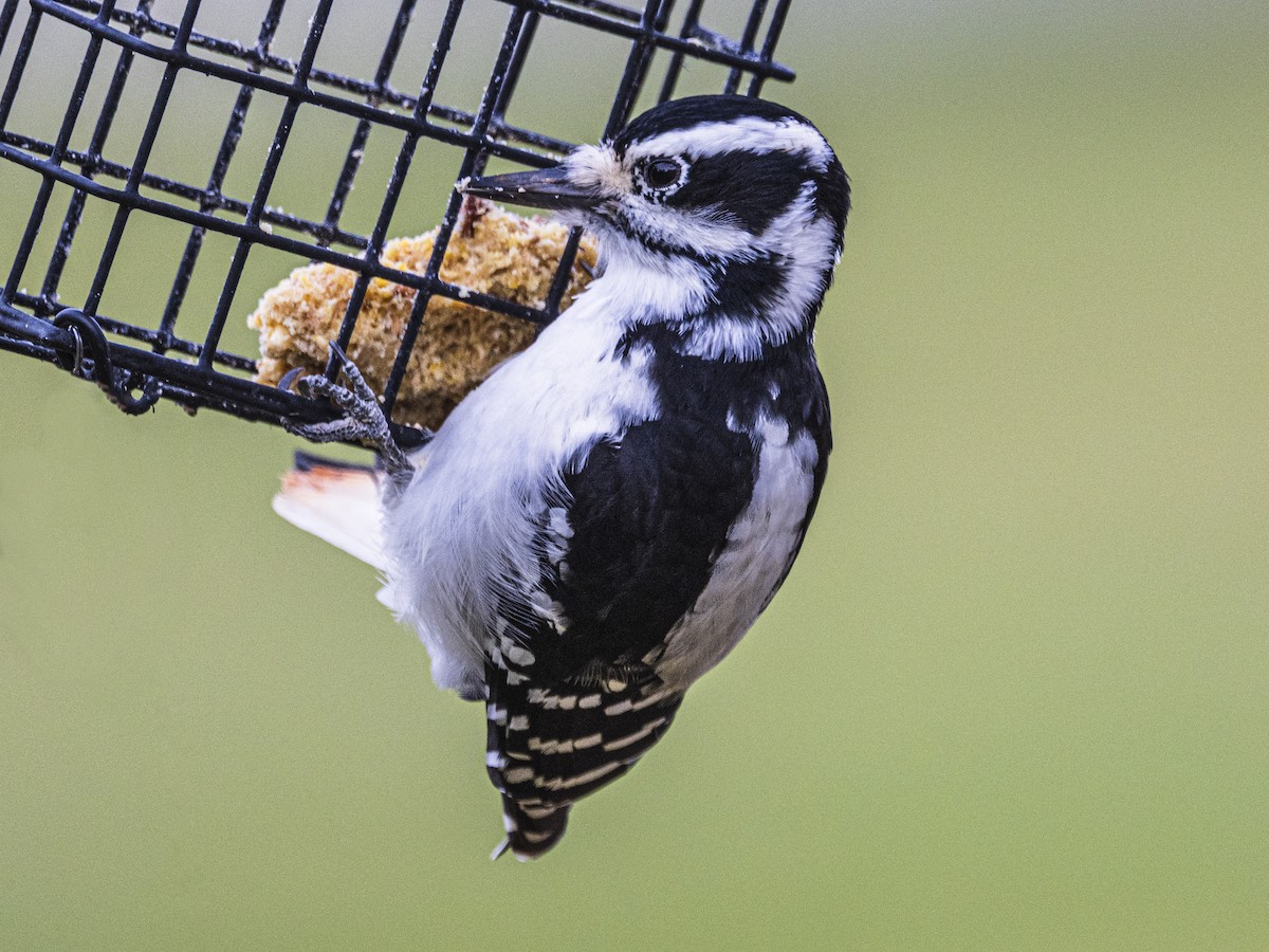 Hairy Woodpecker - ML643541414