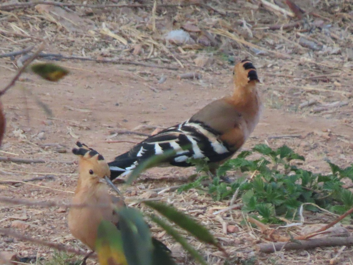 Madagascar Hoopoe - ML643541427