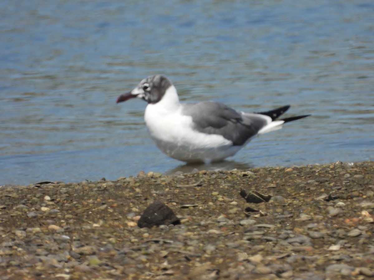 Antxeta mokogorri amerikarra - ML643541430