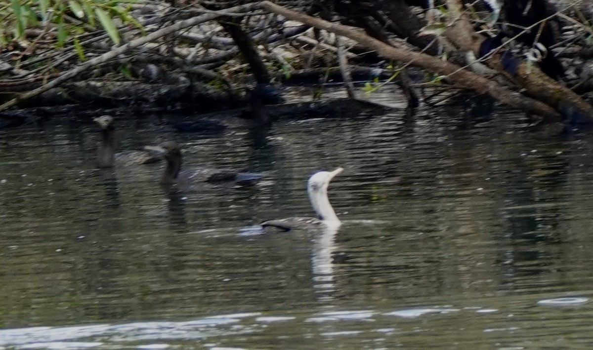 Little Black Cormorant - ML643541450