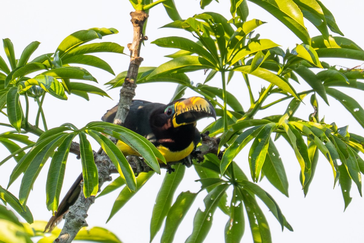 Lettered Aracari - ML643541457