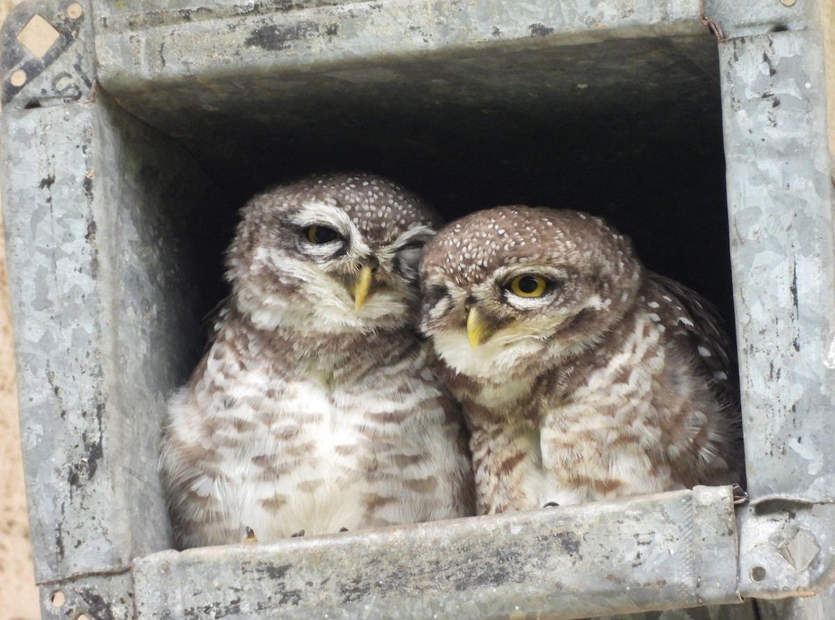 Spotted Owlet - ML643541461