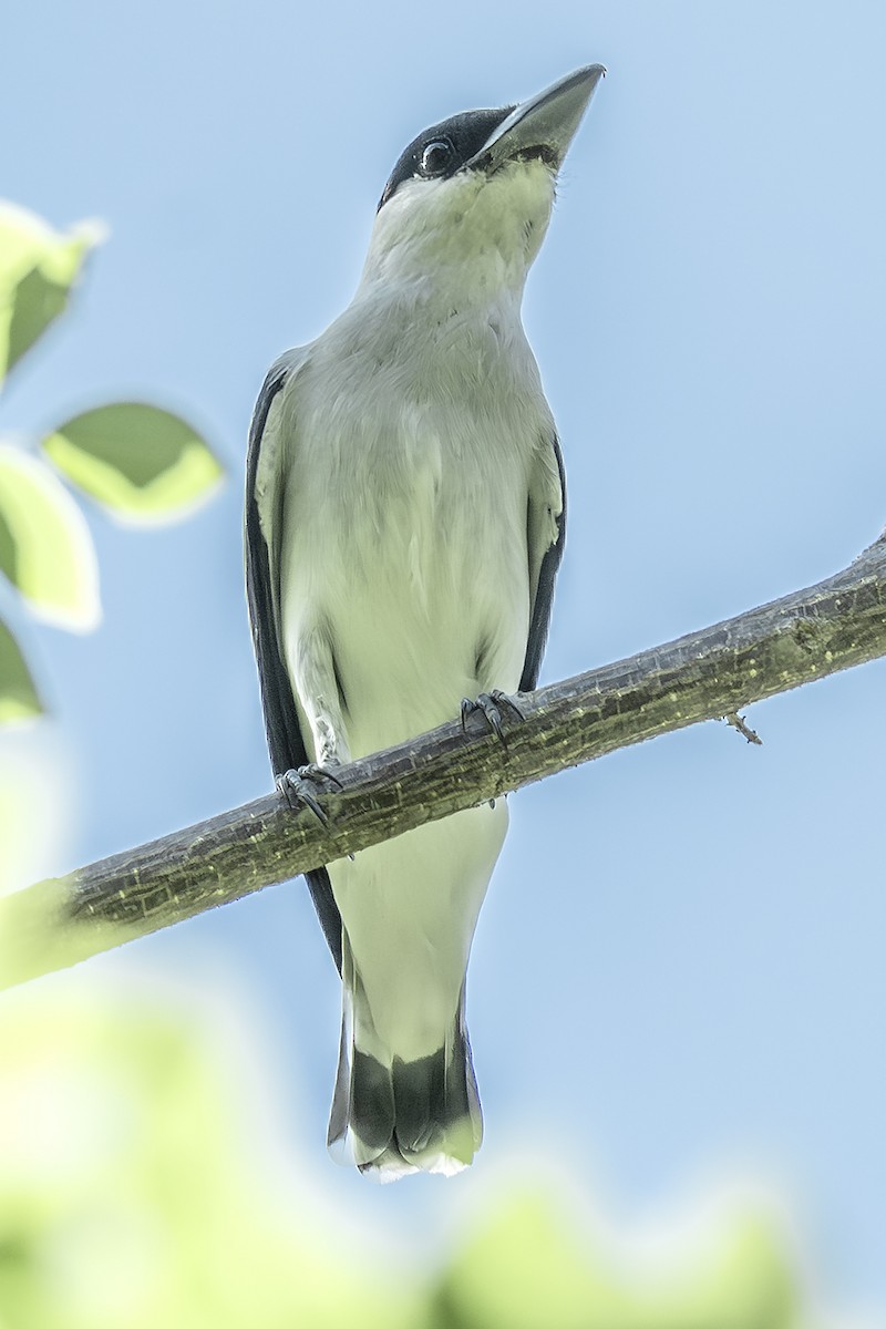Black-crowned Tityra - ML643541464