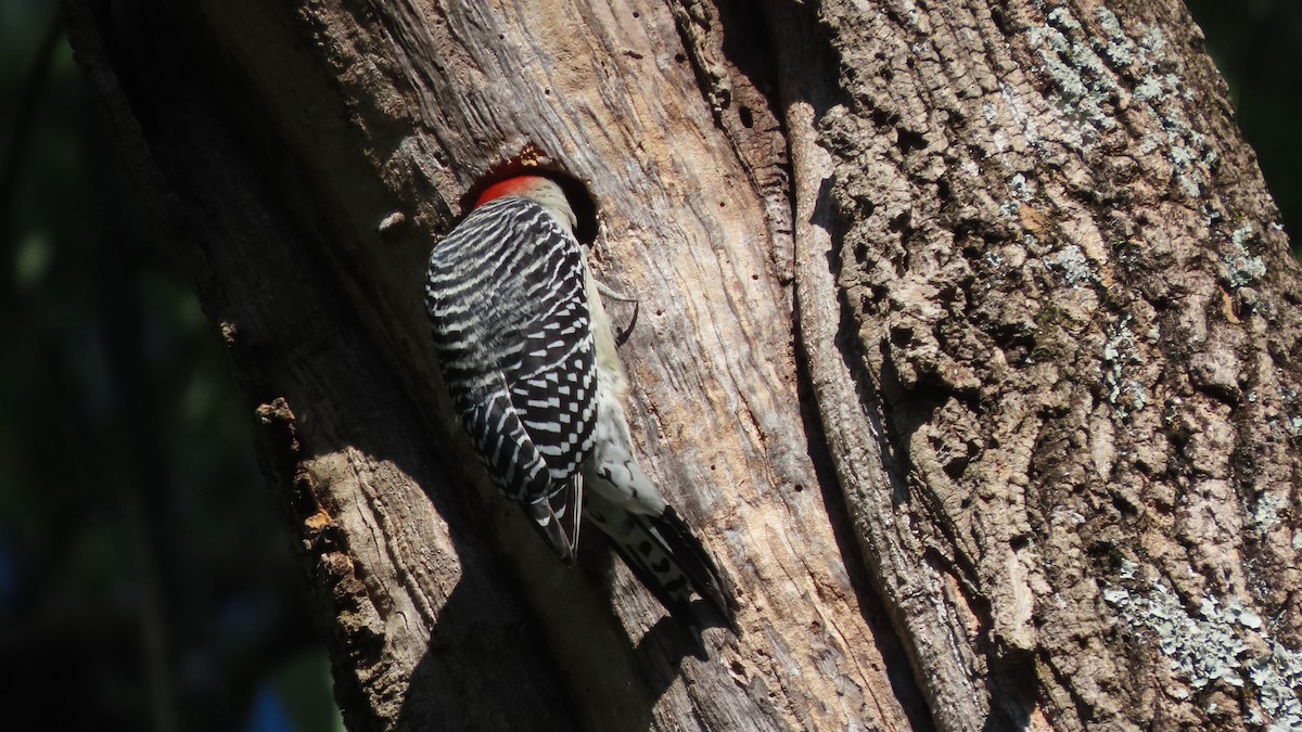 Red-bellied Woodpecker - ML643541467