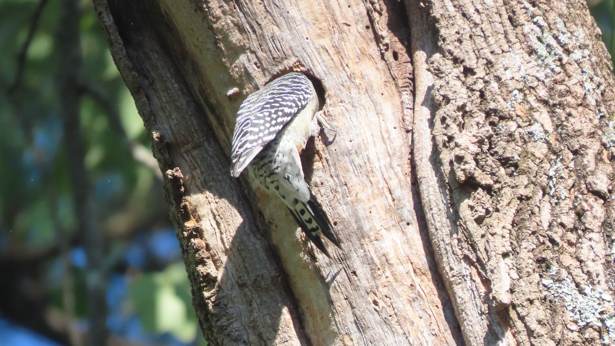 Red-bellied Woodpecker - ML643541468