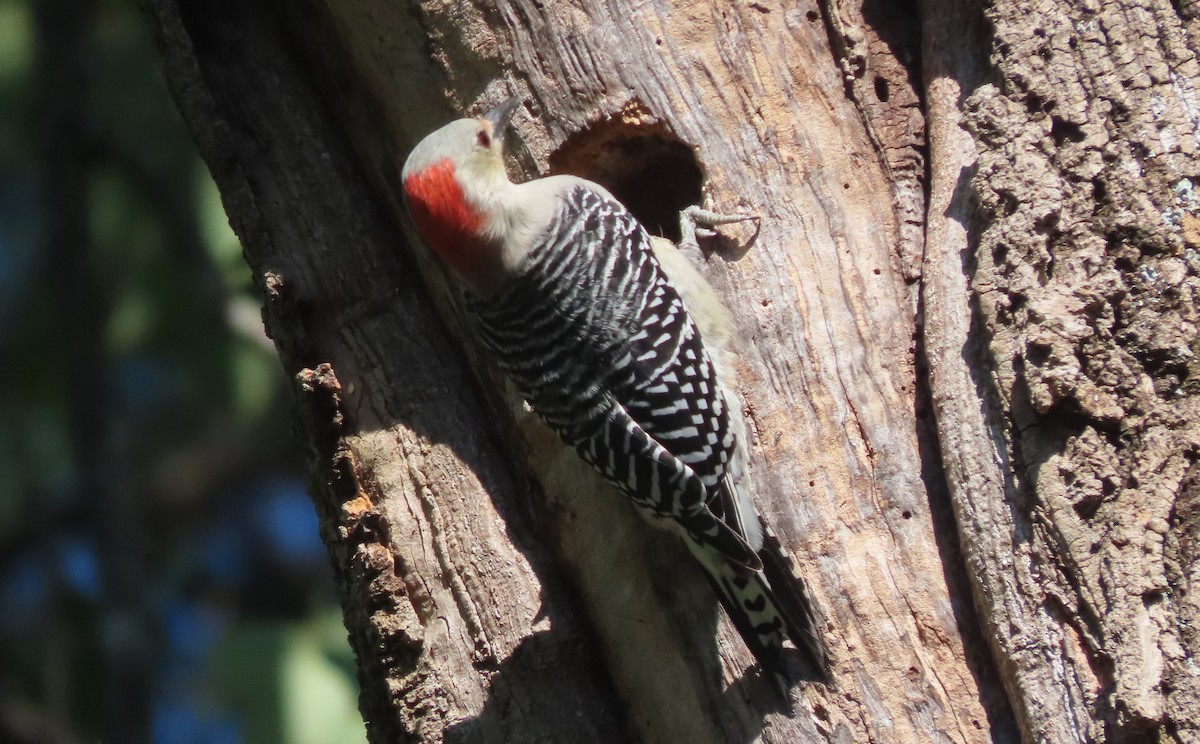 Red-bellied Woodpecker - ML643541469