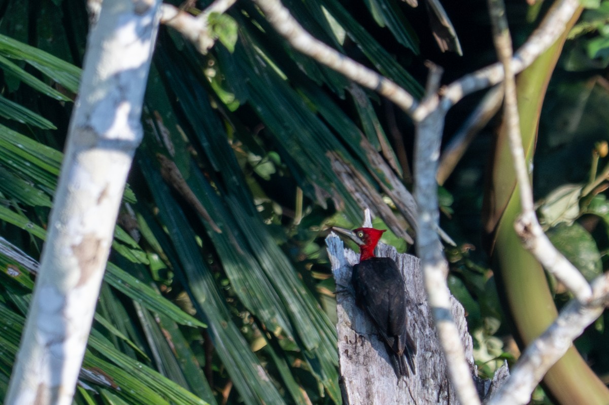 Красношейный дятел - ML643541475