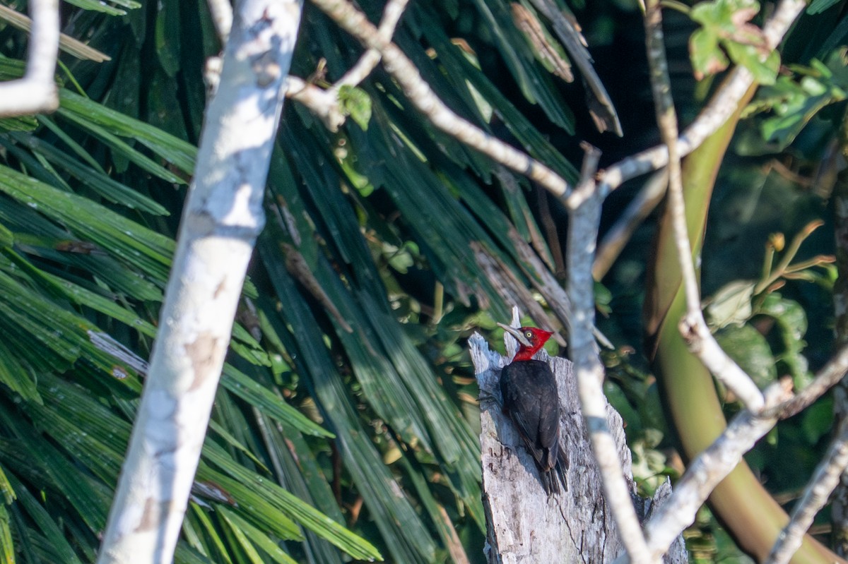 Красношейный дятел - ML643541476