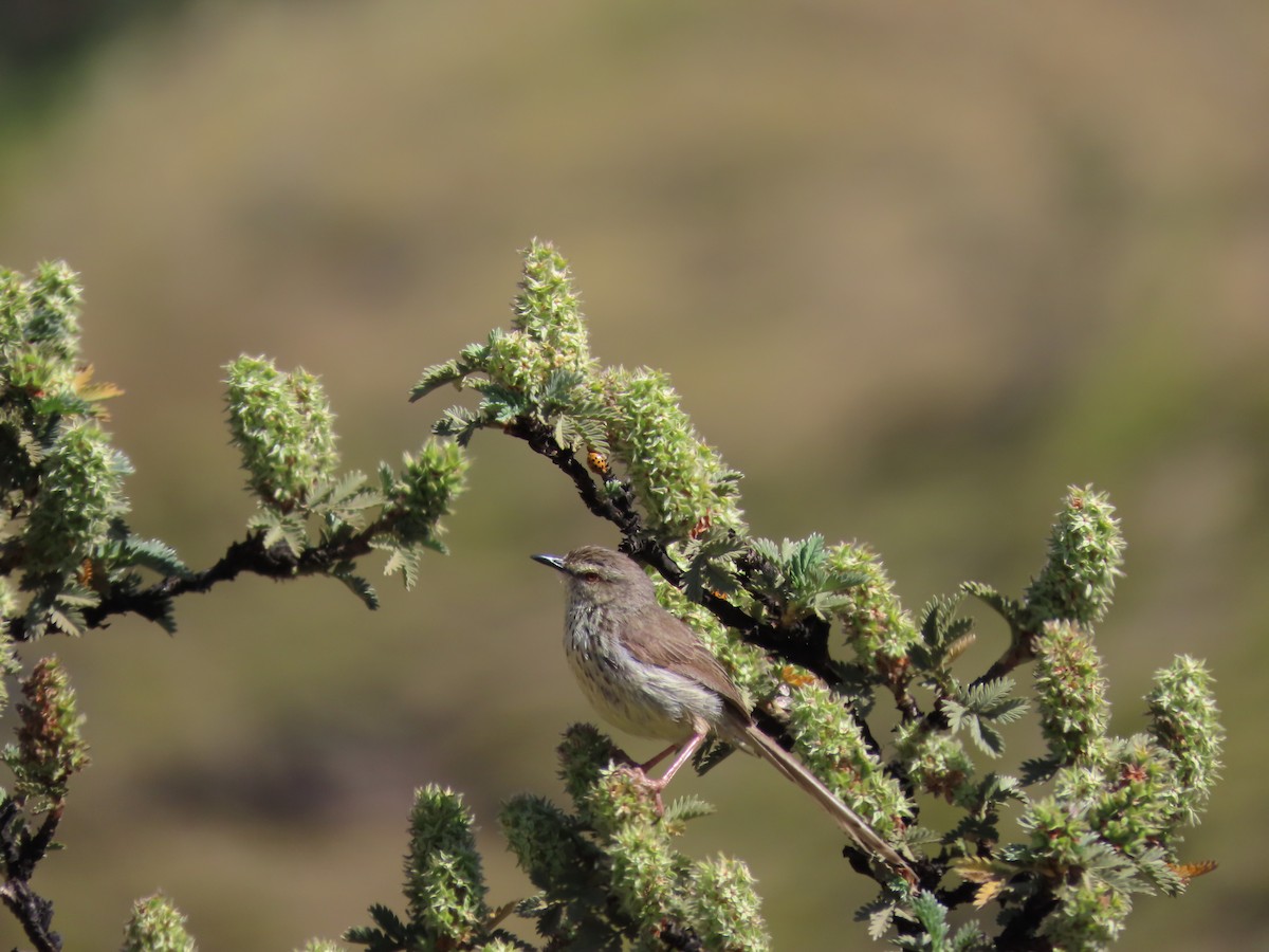 Drakensberg Prinia - ML643541492