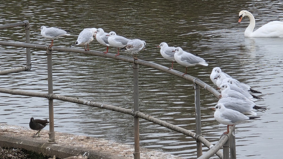 Black-headed Gull - ML643541500