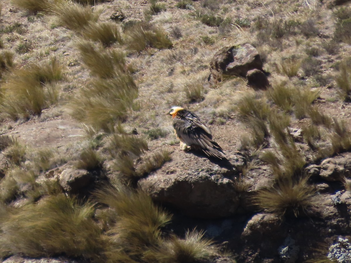 Ооч ёл - ML643541523