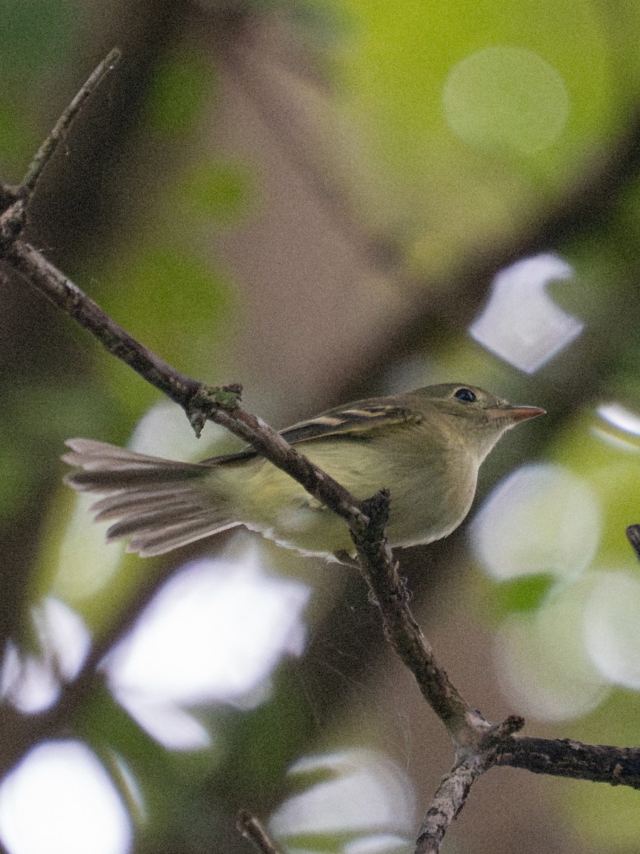 Buchenschnäppertyrann - ML643541532