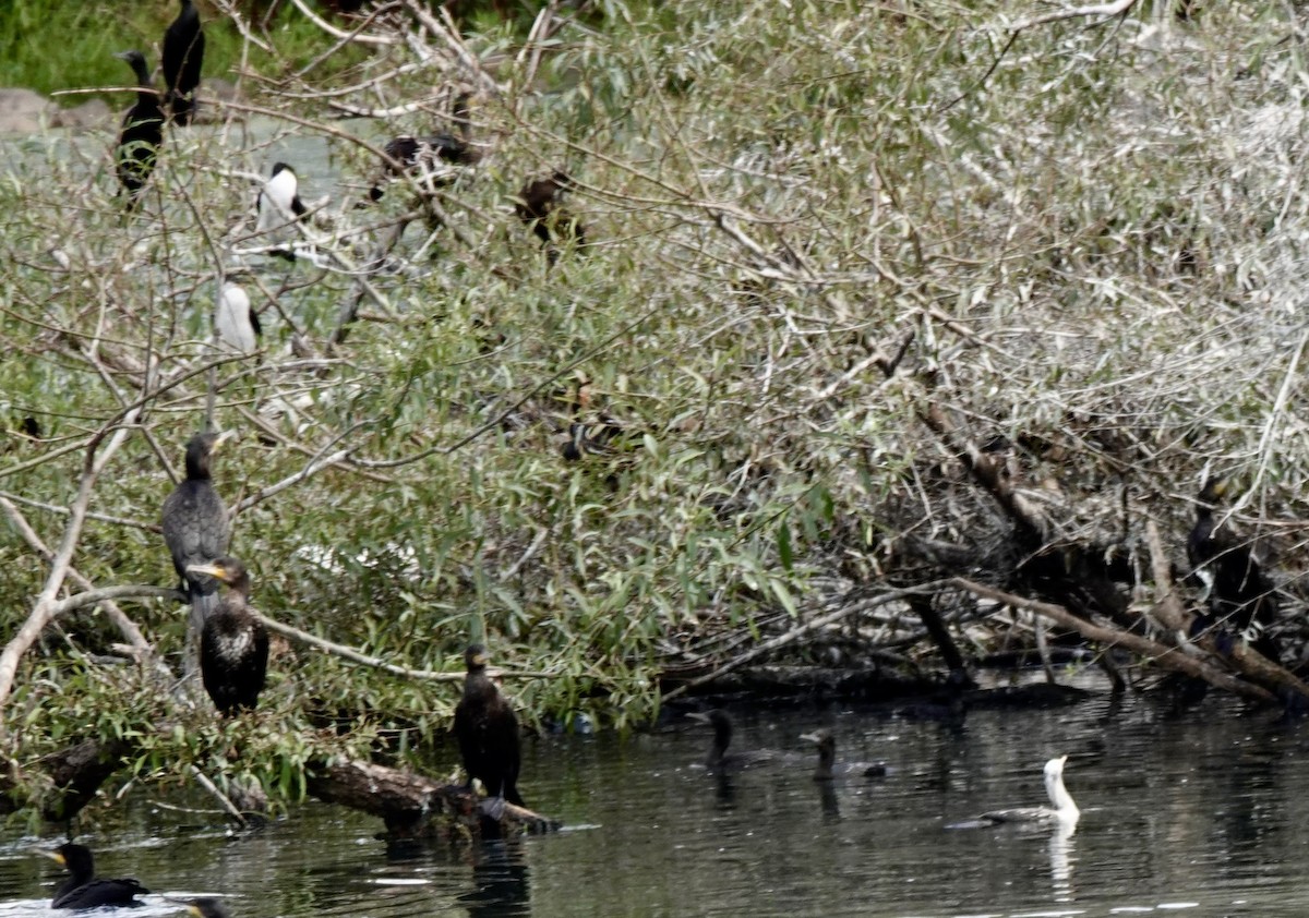 Little Black Cormorant - ML643541534