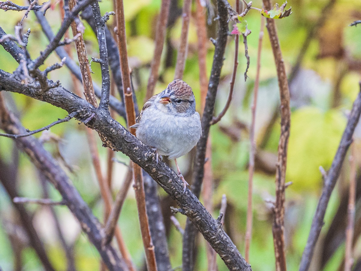Chipping Sparrow - ML643541535