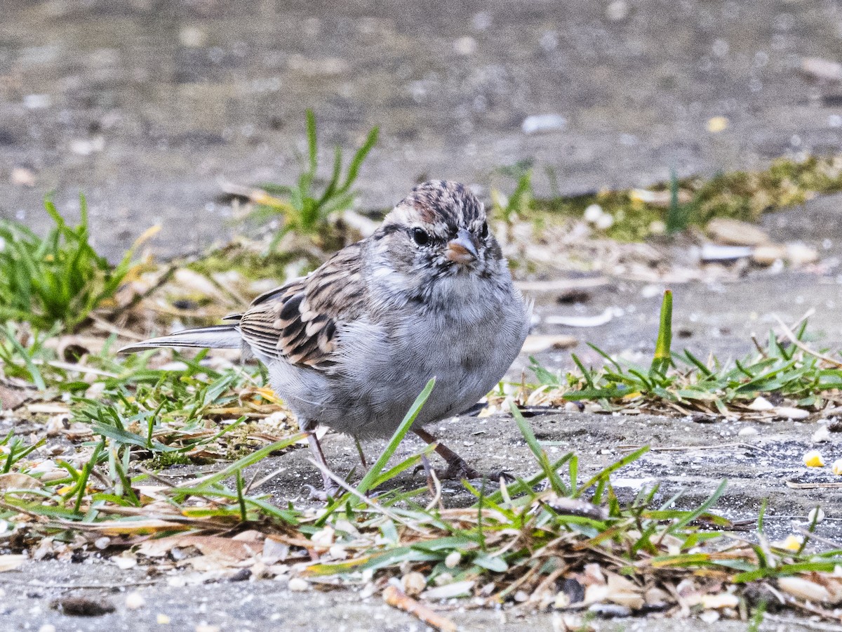 Chipping Sparrow - ML643541536