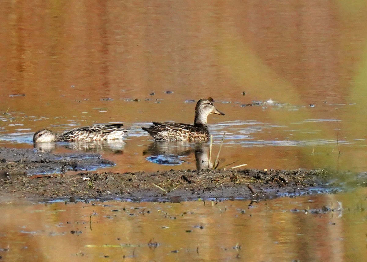 Green-winged Teal - ML643541542